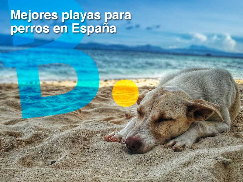 Mejores playas para perros en España